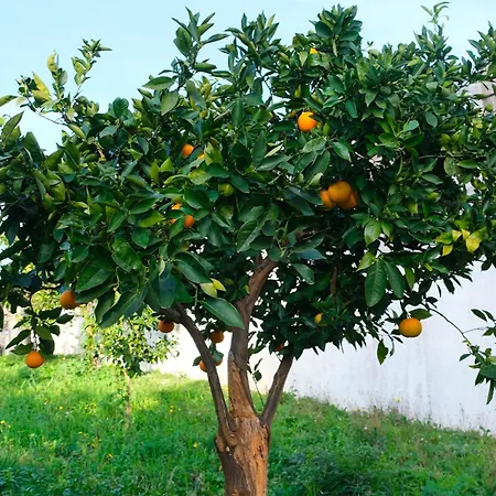 Bed and Breakfast I Frangiventi