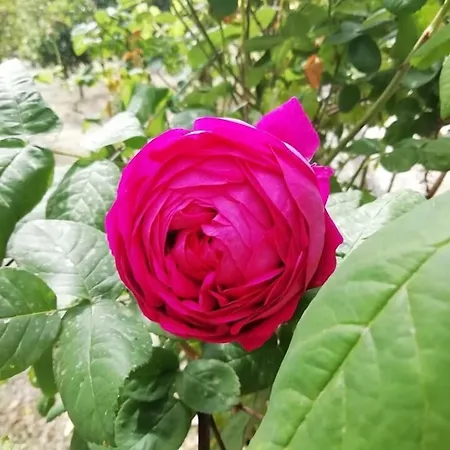 Bed and Breakfast I Frangiventi