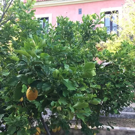 I Frangiventi *